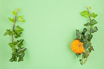 Pumpkin Rattan Green Background Thanksgiving Backdrop for Photography IBD-19677
